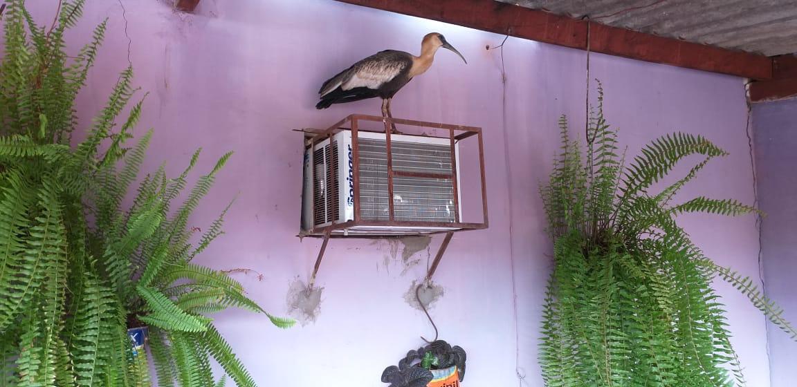 Polícia Militar Ambiental captura 1.766 animais silvestres nos centros urbanos em 2019 Polícia Militar Ambiental captura 1.766 animais silvestres nos centros urbanos em 2019