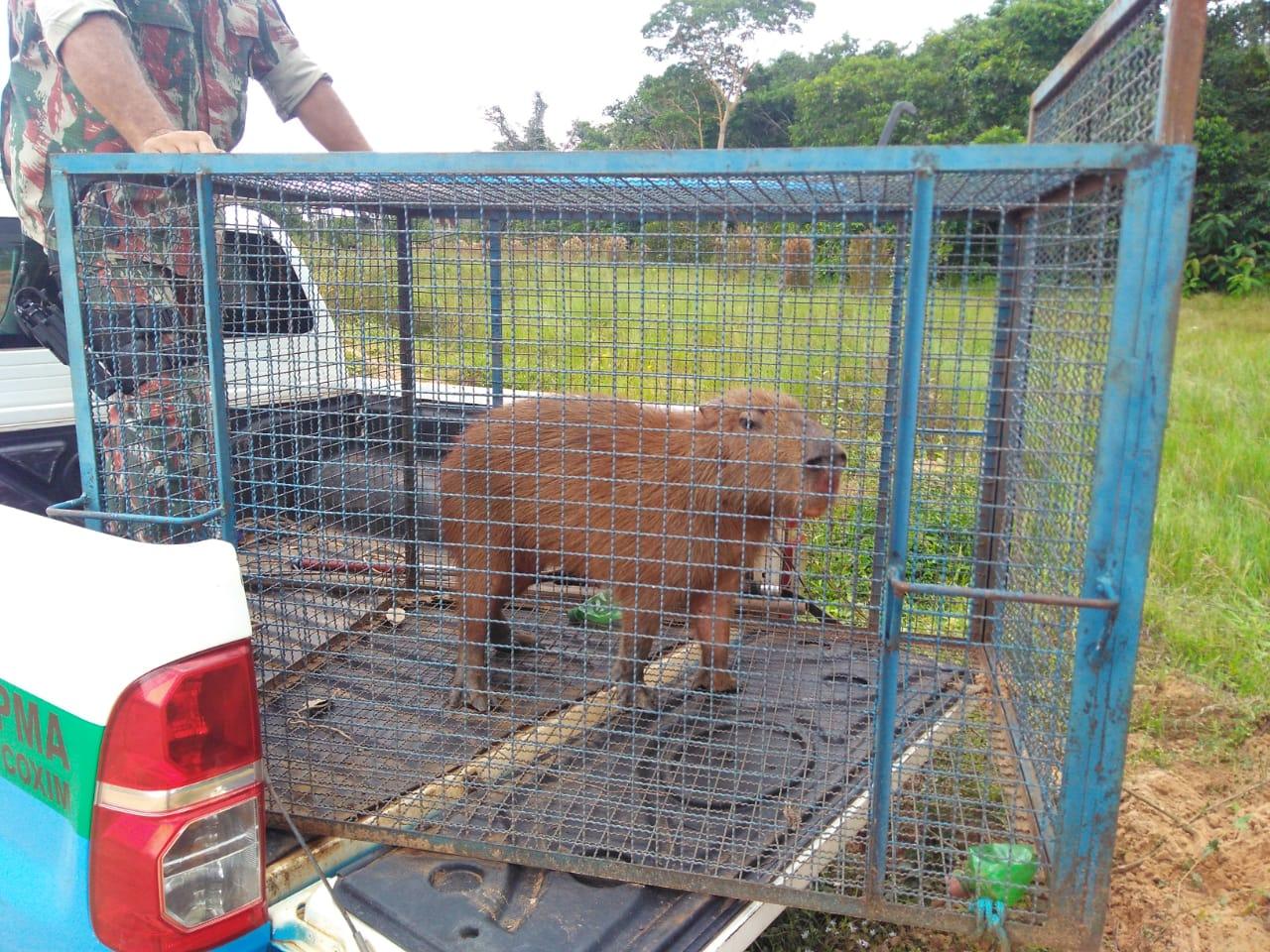 Polícia Militar Ambiental captura 1.766 animais silvestres nos centros urbanos em 2019 Polícia Militar Ambiental captura 1.766 animais silvestres nos centros urbanos em 2019