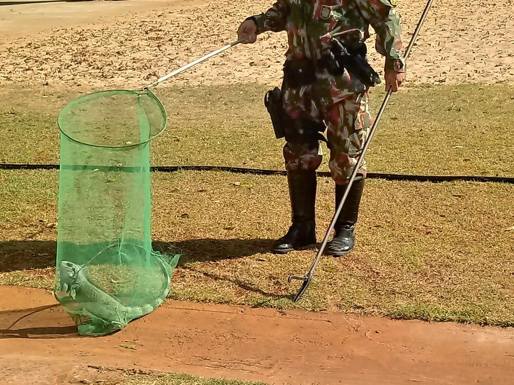 Polícia Militar Ambiental captura 1.766 animais silvestres nos centros urbanos em 2019 Polícia Militar Ambiental captura 1.766 animais silvestres nos centros urbanos em 2019