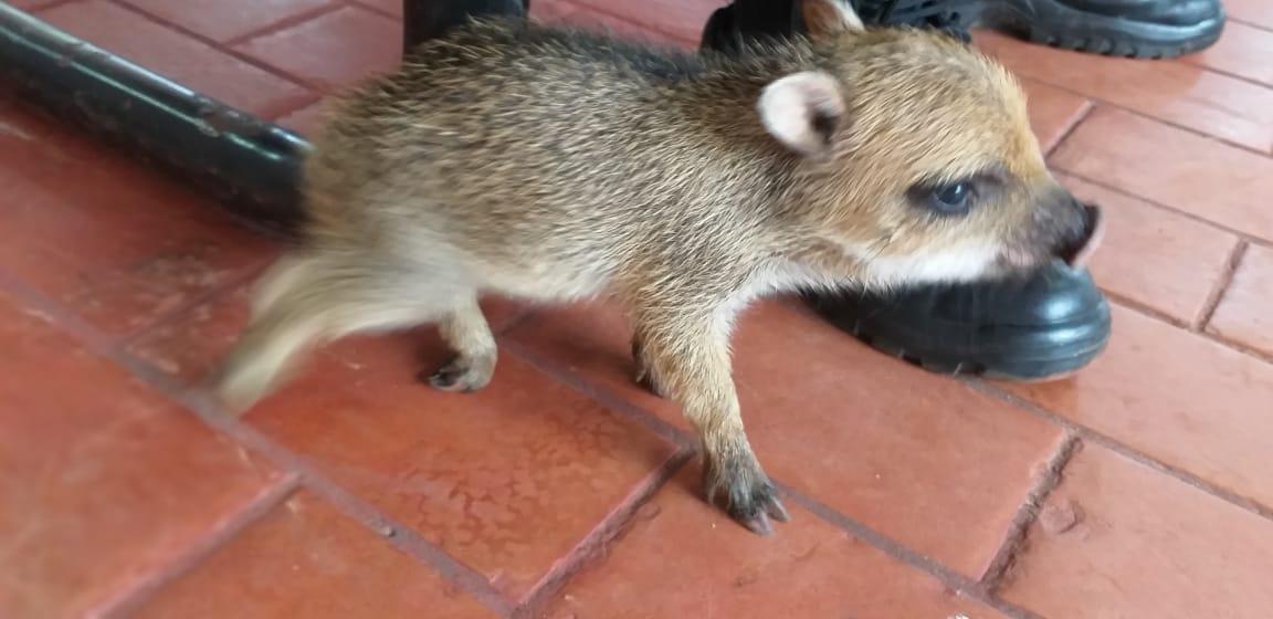 Polícia Militar Ambiental captura 1.766 animais silvestres nos centros urbanos em 2019 Polícia Militar Ambiental captura 1.766 animais silvestres nos centros urbanos em 2019