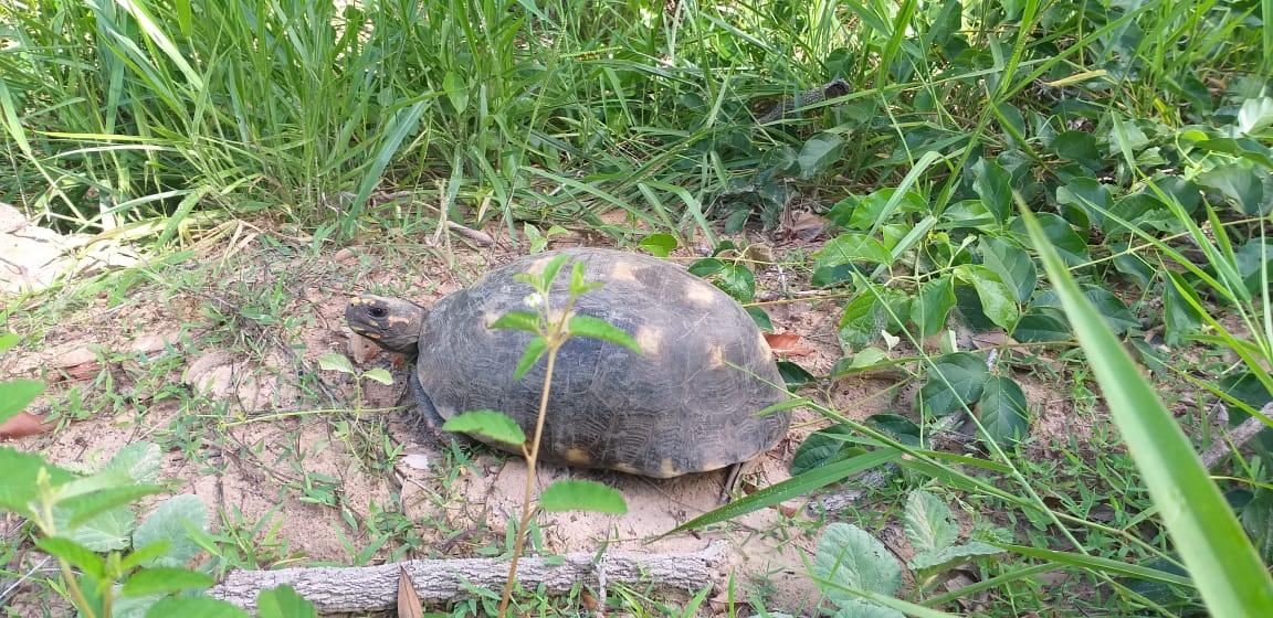 Polícia Militar Ambiental captura 1.766 animais silvestres nos centros urbanos em 2019 Polícia Militar Ambiental captura 1.766 animais silvestres nos centros urbanos em 2019