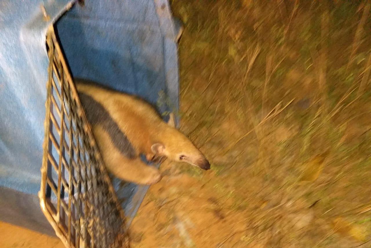 Polícia Militar Ambiental captura 1.766 animais silvestres nos centros urbanos em 2019 Polícia Militar Ambiental captura 1.766 animais silvestres nos centros urbanos em 2019