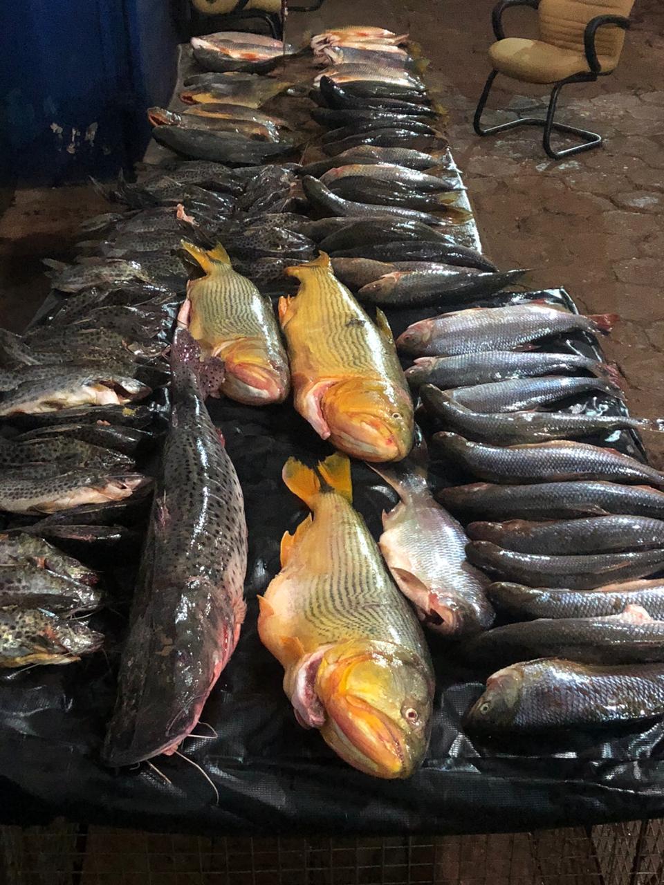 PMA de Dourados autua mato-grossense em R$ 20,2 mil e apreende 108 kg de pescado