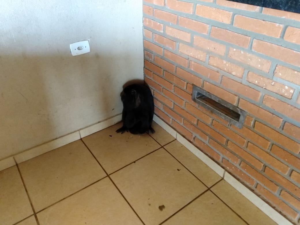 Polícia Militar Ambiental de Campo Grande captura macaco bugio dentro de residência Polícia Militar Ambiental de Campo Grande captura macaco bugio dentro de residência