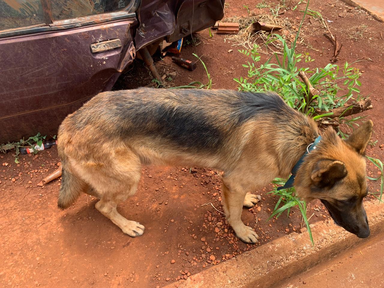 PMA autua homem de 35 anos por maus-tratos a um cachorro que era mantido dentro de veículo PMA autua homem de 35 anos por maus-tratos a um cachorro que era mantido dentro de veículo