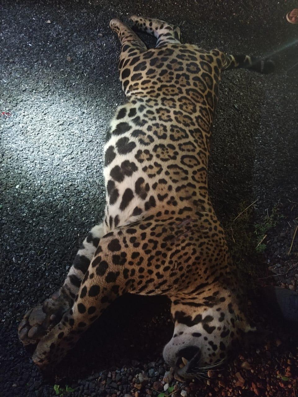 Polícia Militar Ambiental de Miranda encontra onça-pintada de 140 kg atropelada na BR 262