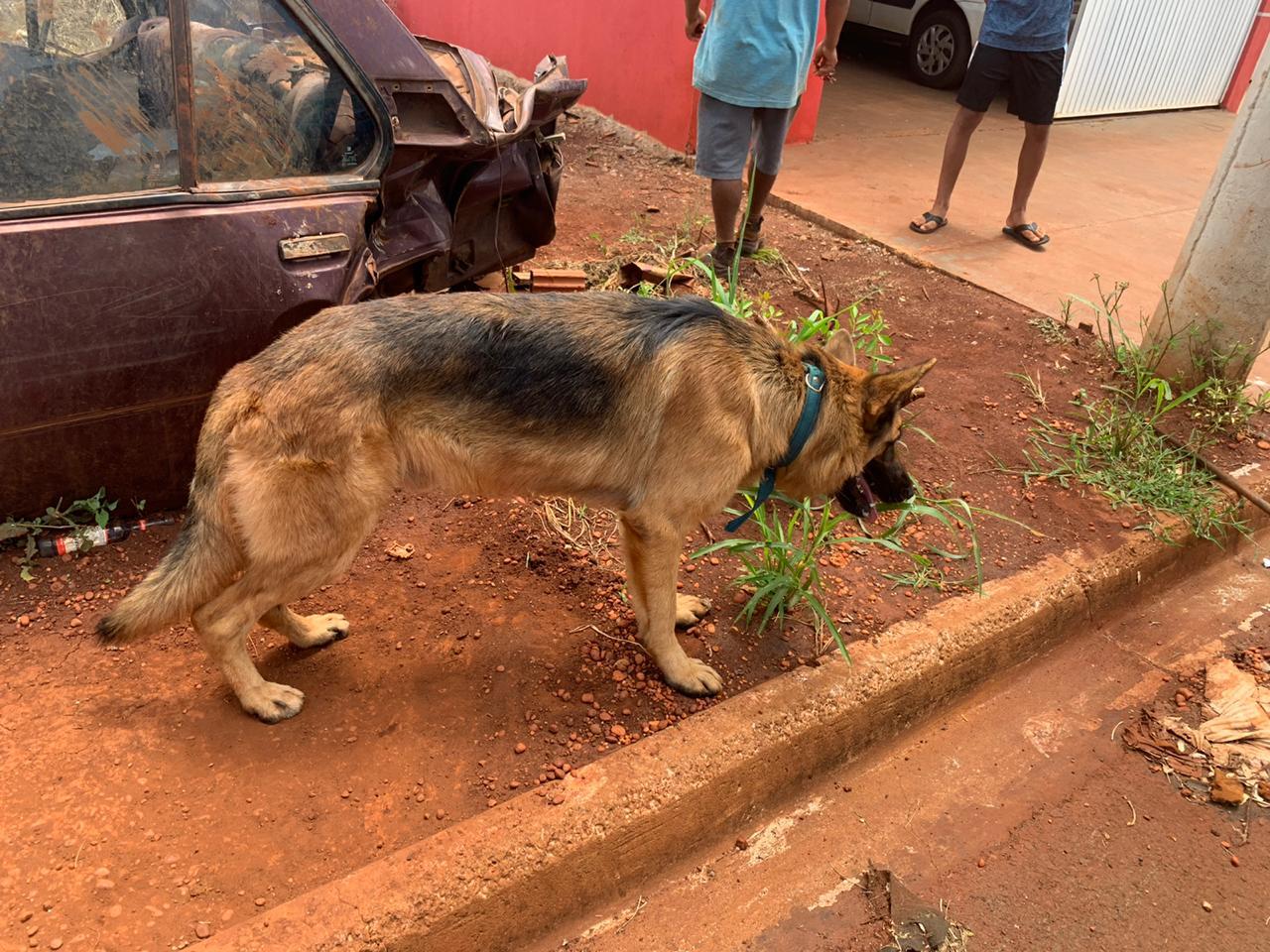 PMA  autua homem de 35 anos por maus-tratos a um cachorro que era mantido dentro de  veículo