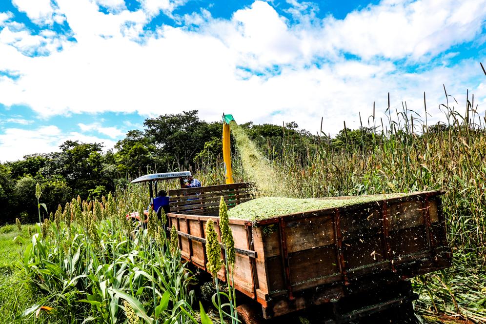 Agronegócio põe ensiladeira para funcionar e serviço garantirá alimentação dos bovinos em época de estiagem no campo
