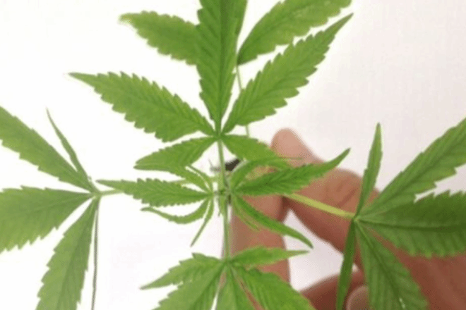 Começa a valer no Brasil a fabricação de remédios à base de maconha