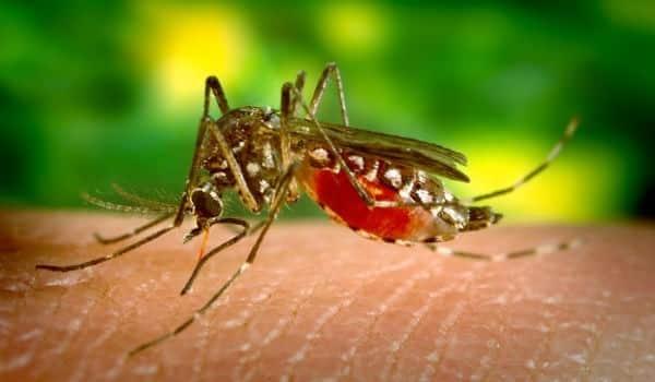 Três Lagoas confirma primeiro caso de Zika Vírus Três Lagoas confirma primeiro caso de Zika Vírus