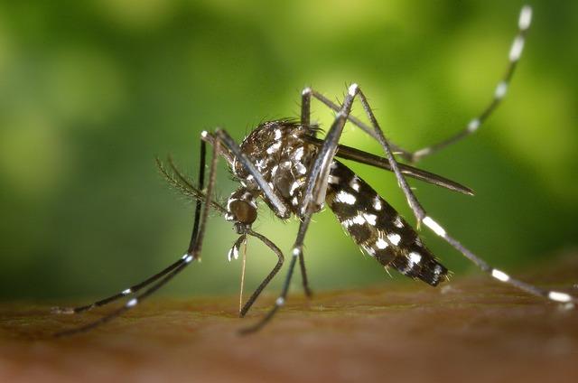 Casos positivos de Dengue chegam a 2.329 na 17ª Semana Epidemiológica em Três Lagoas
