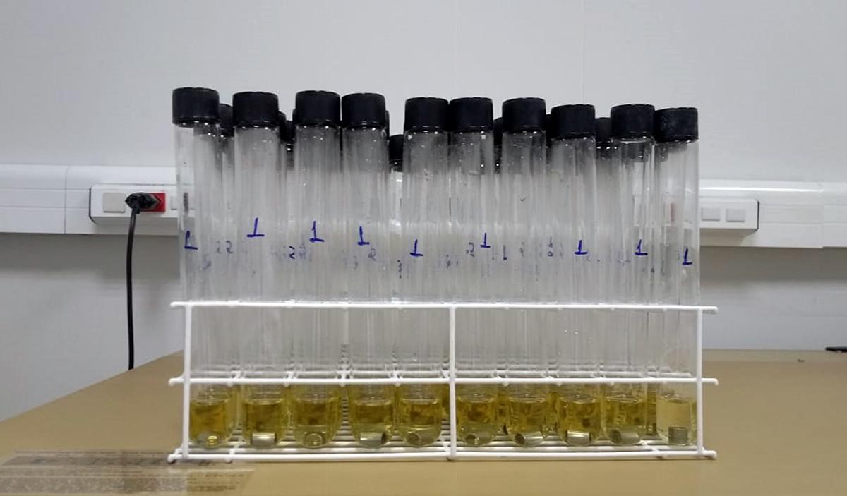 Projeto coordenado pelo ISI Biomassa define 16 novas formulações para produzir álcool em gel