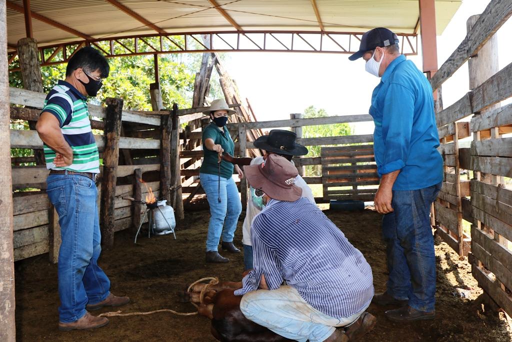 Programa “Amigos do Campo” volta à ativa e auxilia produtor na mochação de bovinos Programa “Amigos do Campo” volta à ativa e auxilia produtor na mochação de bovinos