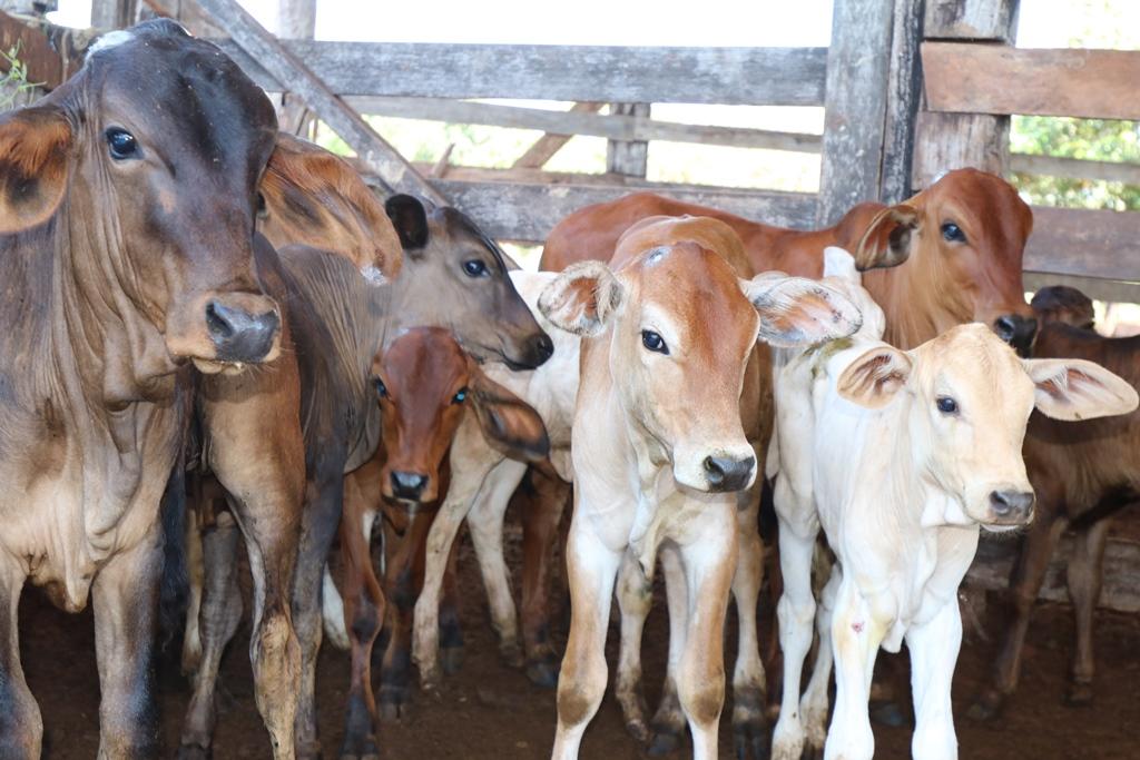 Programa “Amigos do Campo” volta à ativa e auxilia produtor na mochação de bovinos Programa “Amigos do Campo” volta à ativa e auxilia produtor na mochação de bovinos