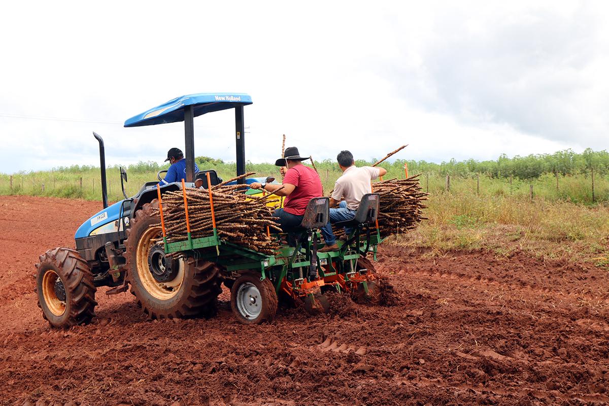 Auxiliando o pequeno produtor, Agronegócio estreia plantadeira de rama de mandioca na região da Piaba Auxiliando o pequeno produtor, Agronegócio estreia plantadeira de rama de mandioca na região da Piaba