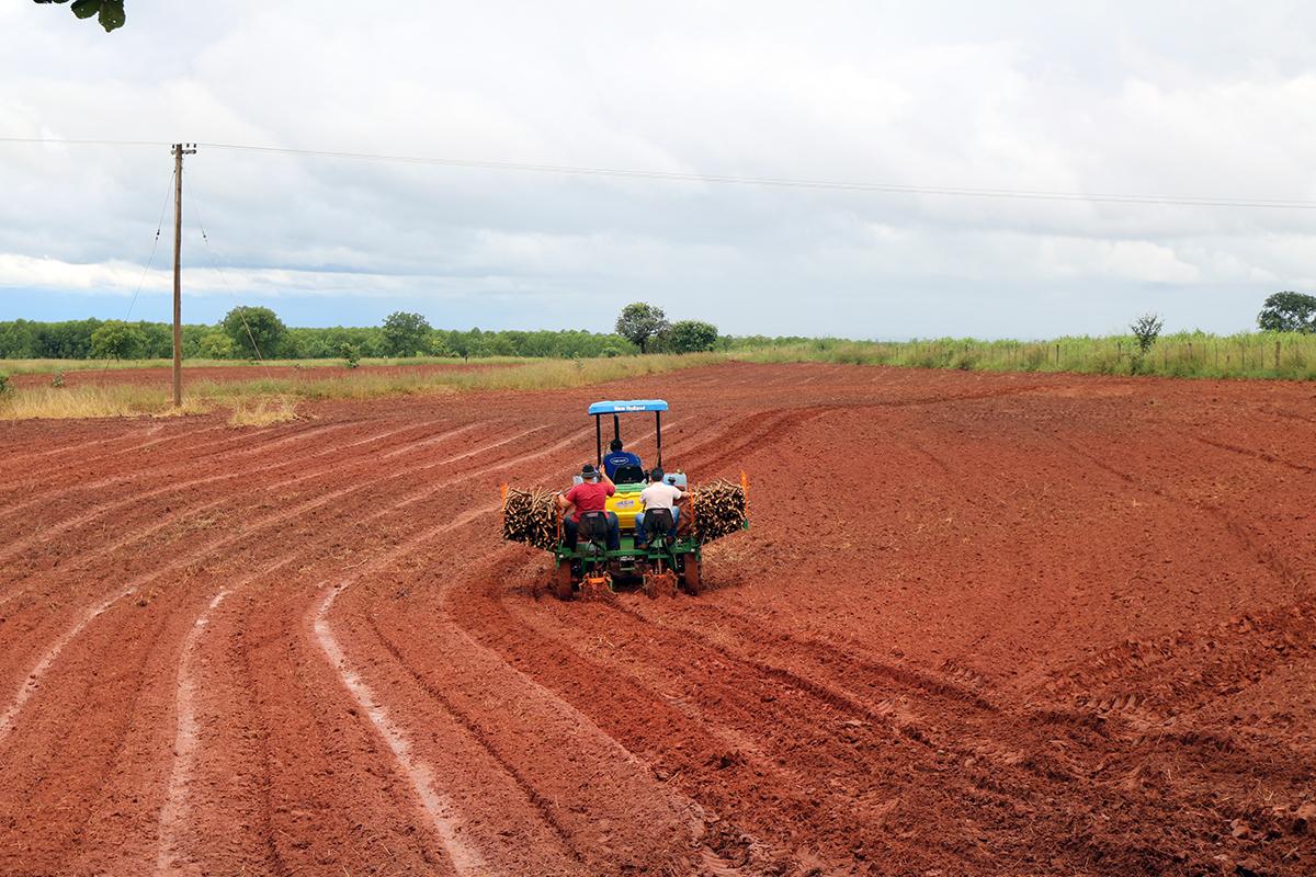 Auxiliando o pequeno produtor, Agronegócio estreia plantadeira de rama de mandioca na região da Piaba
