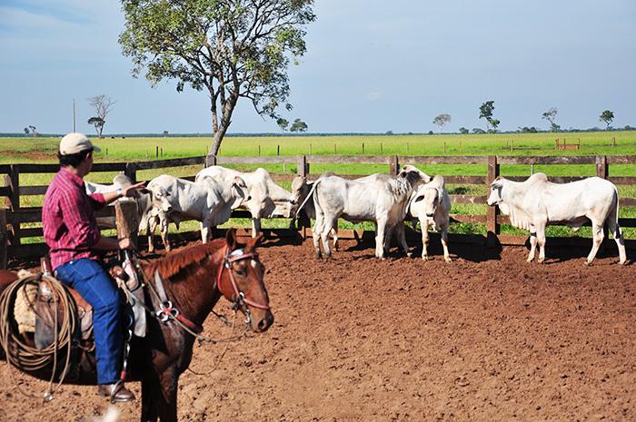 Bovinocultura de corte é responsável por 55,6 % dos empregos formais gerados na agropecuária em MS