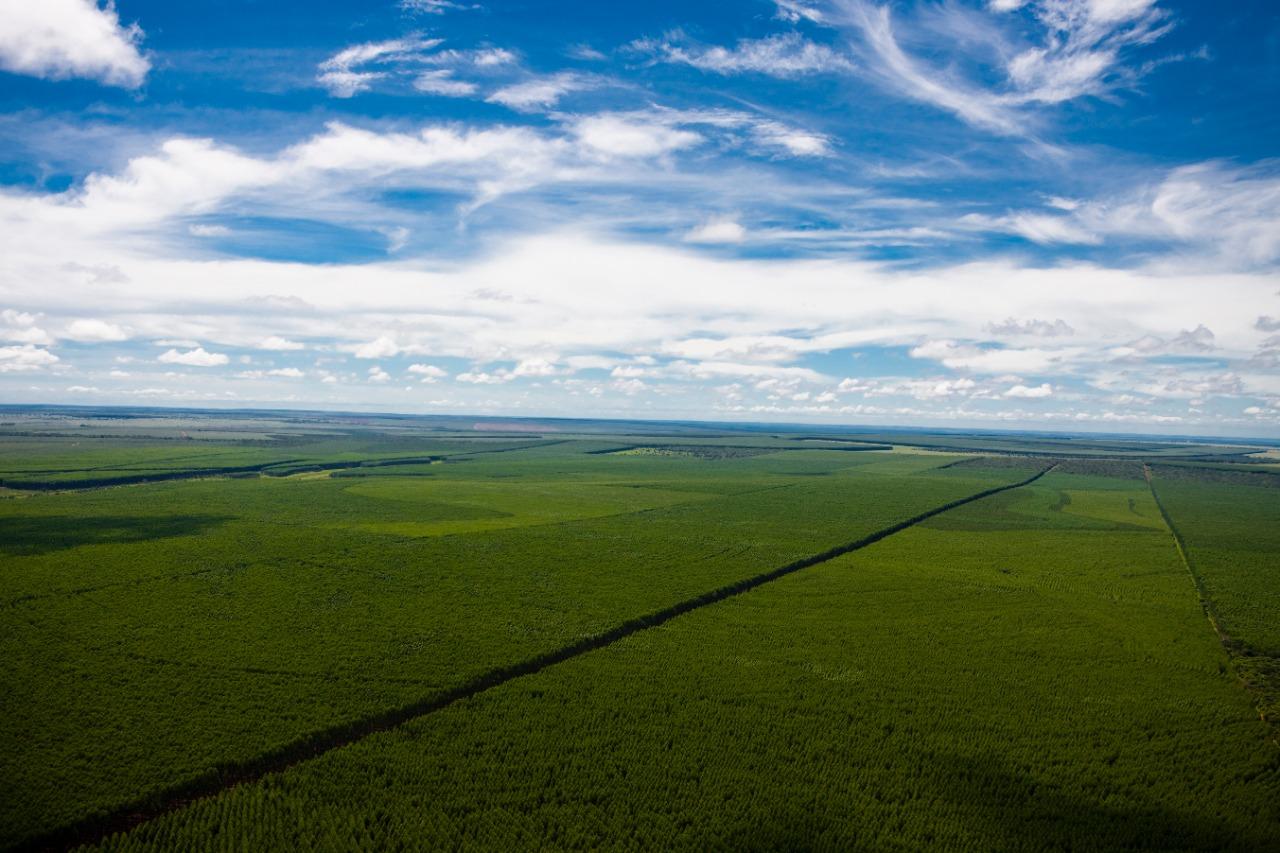 Suzano lança programa de Mudanças Climáticas na Cadeia de Valor focado nos fornecedores