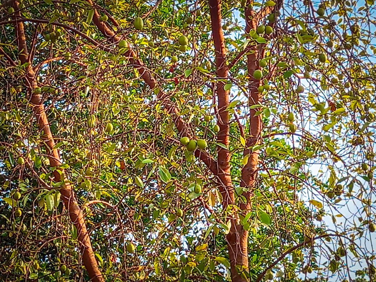 Com mais de 800 mudas de árvores e plantas doadas, Meio Ambiente encerra Semana da Árvore valorizando frutas nativas do cerrado Com mais de 800 mudas de árvores e plantas doadas, Meio Ambiente encerra Semana da Árvore valorizando frutas nativas do cerrado