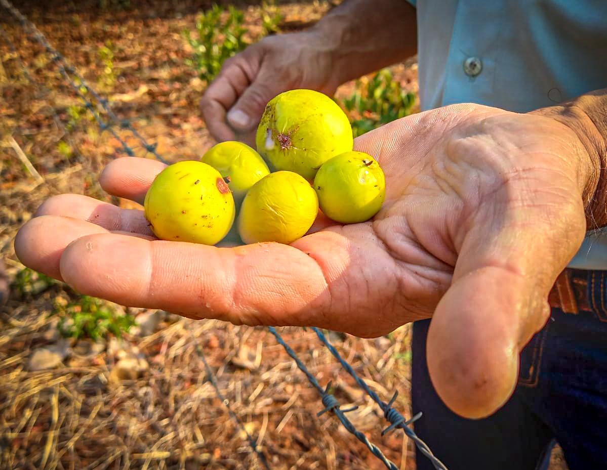 Com mais de 800 mudas de árvores e plantas doadas, Meio Ambiente encerra Semana da Árvore valorizando frutas nativas do cerrado Com mais de 800 mudas de árvores e plantas doadas, Meio Ambiente encerra Semana da Árvore valorizando frutas nativas do cerrado
