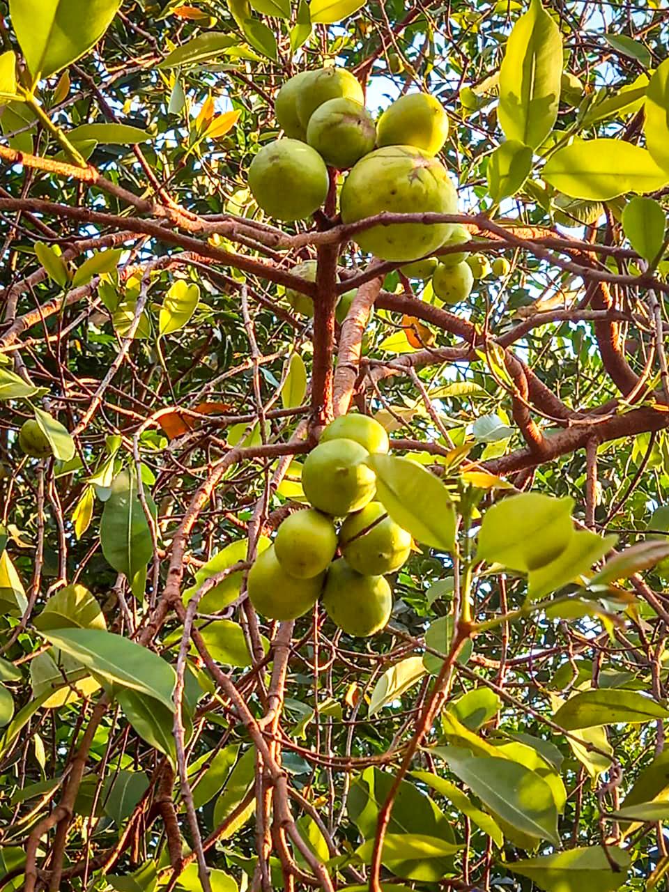 Com mais de 800 mudas de árvores e plantas doadas, Meio Ambiente encerra Semana da Árvore valorizando frutas nativas do cerrado Com mais de 800 mudas de árvores e plantas doadas, Meio Ambiente encerra Semana da Árvore valorizando frutas nativas do cerrado