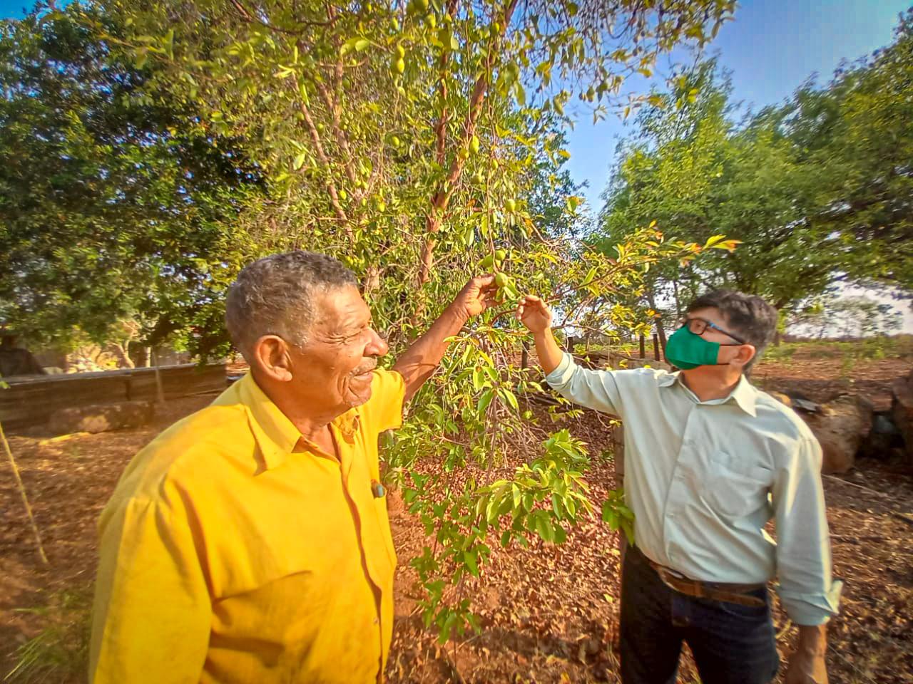 Com mais de 800 mudas de árvores e plantas doadas, Meio Ambiente encerra Semana da Árvore valorizando frutas nativas do cerrado Com mais de 800 mudas de árvores e plantas doadas, Meio Ambiente encerra Semana da Árvore valorizando frutas nativas do cerrado