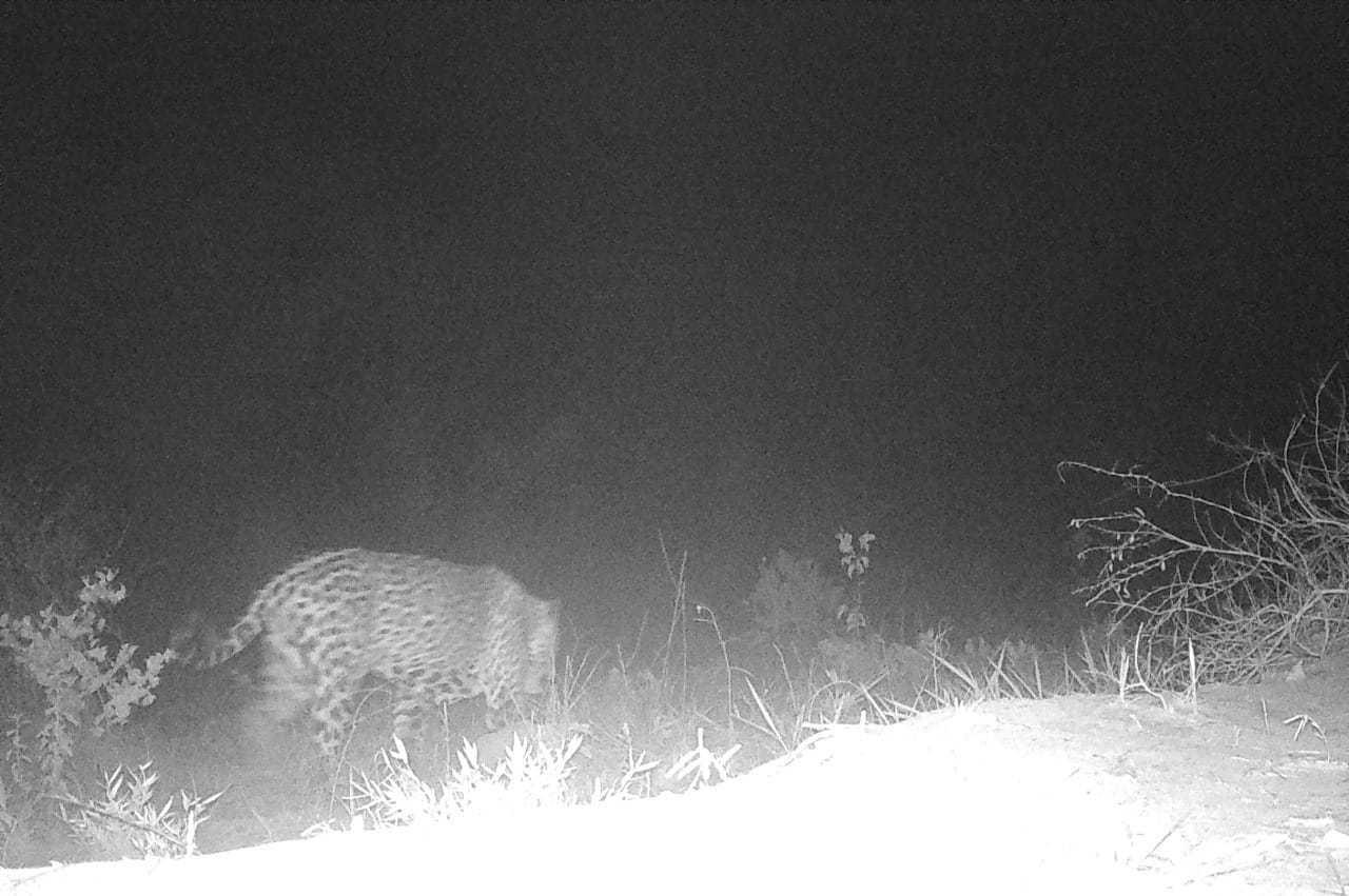Suzano registra avistamentos de onças-pintadas em área florestal de Mato Grosso do Sul Suzano registra avistamentos de onças-pintadas em área florestal de Mato Grosso do Sul