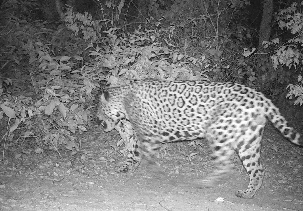 Suzano registra avistamentos de onças-pintadas em área florestal de Mato Grosso do Sul Suzano registra avistamentos de onças-pintadas em área florestal de Mato Grosso do Sul