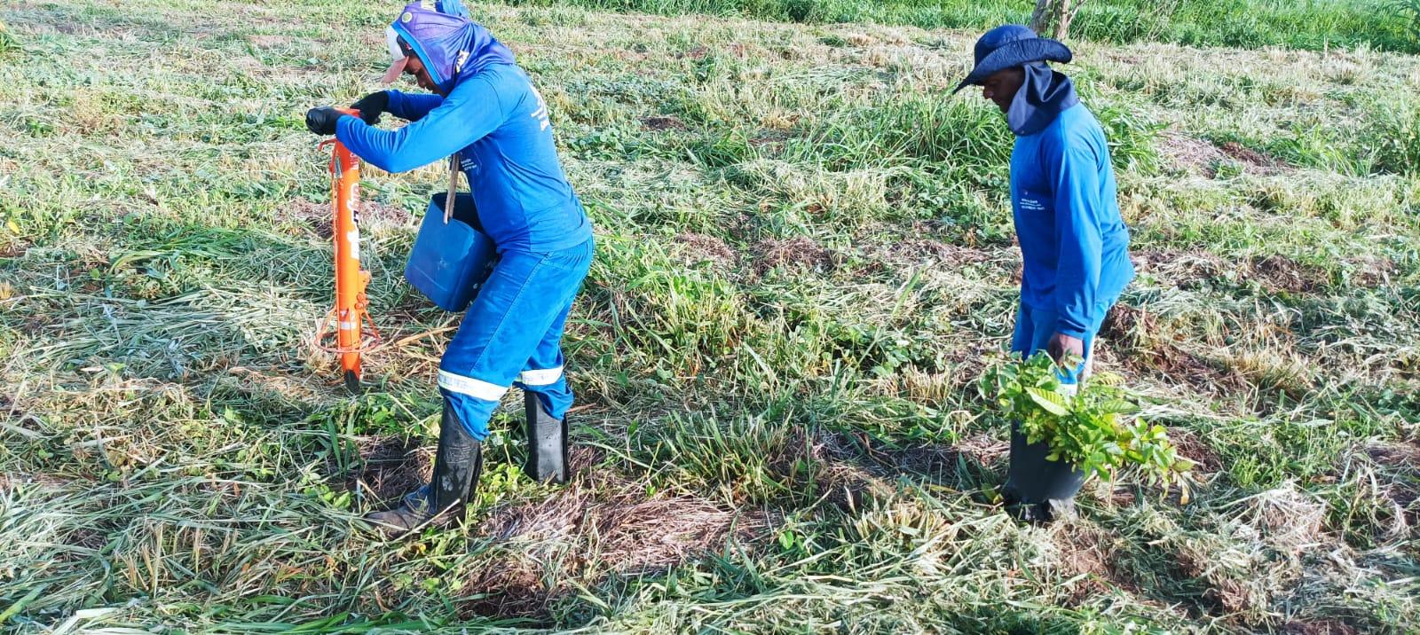 CESP doa mais de 26 mil mudas nativas da Mata Atlântica para restauração de Corredores de Biodiversidade do Rio Paraná