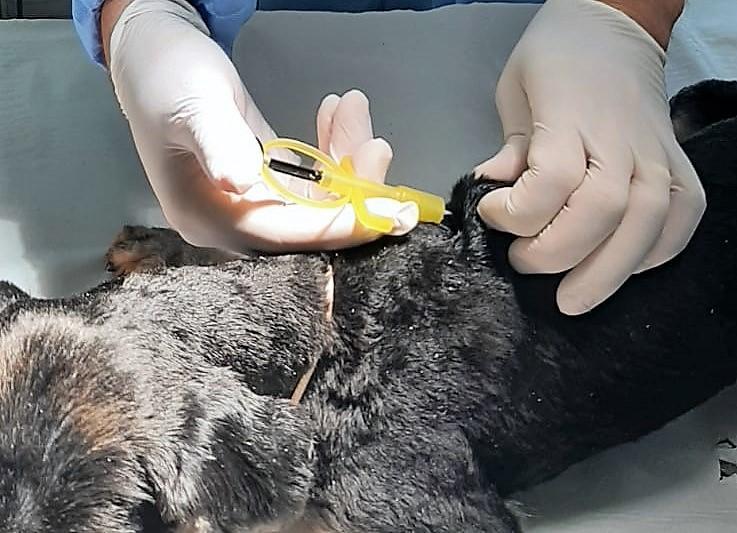 Castramóvel já microchipou cerca de 600 animais atendidos pelo serviço Castramóvel já microchipou cerca de 600 animais atendidos pelo serviço