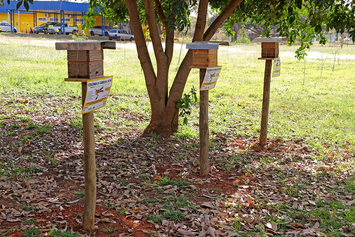 Prefeitura, COOPERAMS e Suzano lançam projeto de polinização com abelhas sem ferrão Prefeitura, COOPERAMS e Suzano lançam projeto de polinização com abelhas sem ferrão