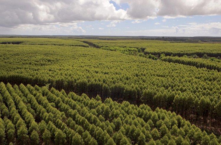 Suzano tem vagas abertas para analista PCP Florestal e técnico(a) de Manutenção Florestal em Ribas do Rio Pardo (MS)