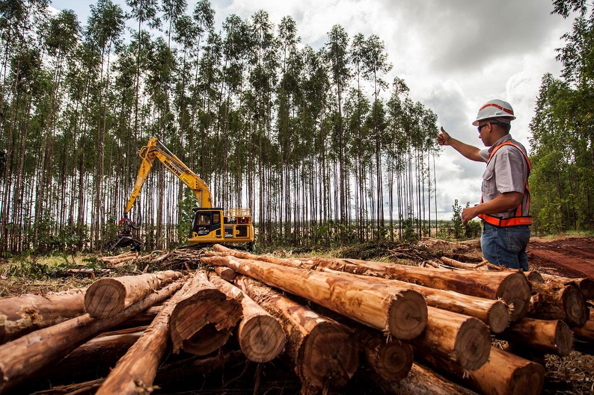 Suzano está com quatro vagas abertas para atender suas operações florestais e administrativas em Ribas do Rio Pardo (MS)