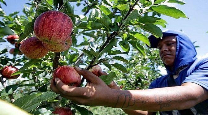 MPT e MPF-MS emitem recomendação para combater a exploração de trabalhadores indígenas nas plantações de maçã no Sul do país