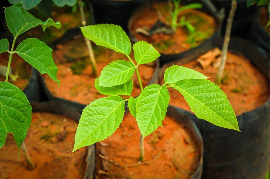 SEMEA promove Semana do Meio Ambiente com programação especial entre os dias 1º e 8 de junho
