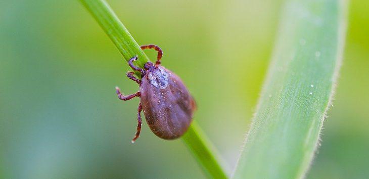 SES formaliza distribuição de remédios no início da sazonalidade da febre maculosa SES formaliza distribuição de remédios no início da sazonalidade da febre maculosa