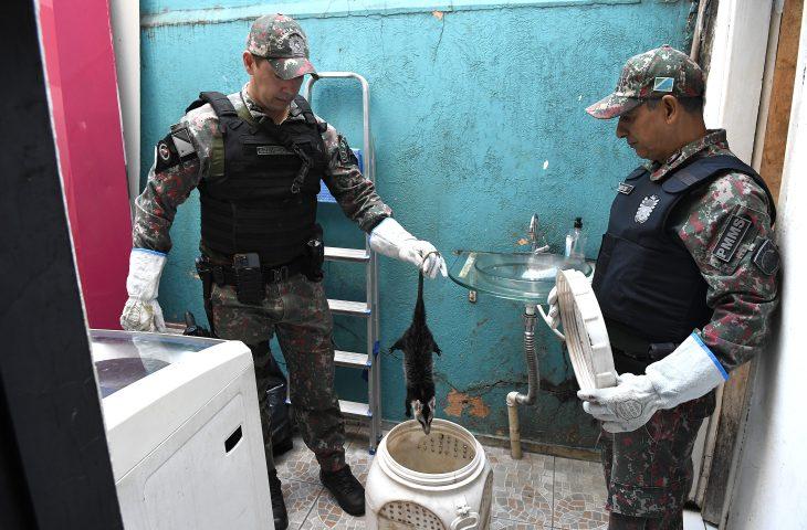 PMA lembra que animal silvestre não é pet e esclarece quando deve ser capturado