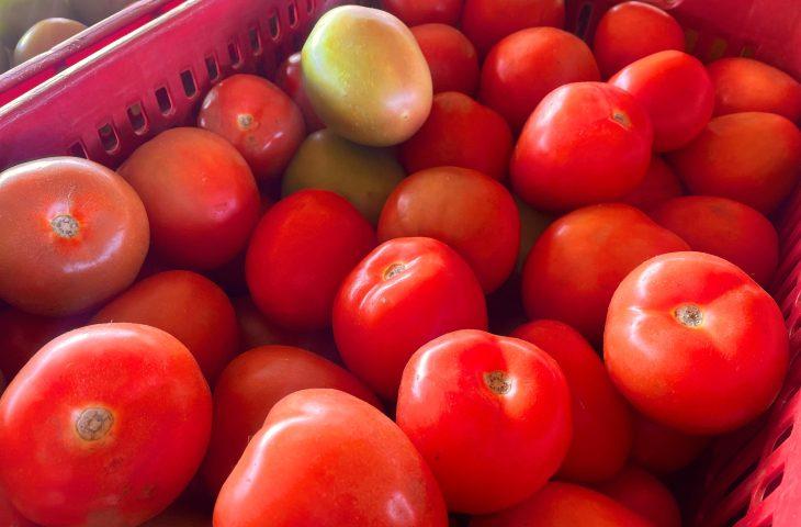 Alface e tomate estão mais baratos enquanto pepino segue em alta na Ceasa-MS Alface e tomate estão mais baratos enquanto pepino segue em alta na Ceasa-MS
