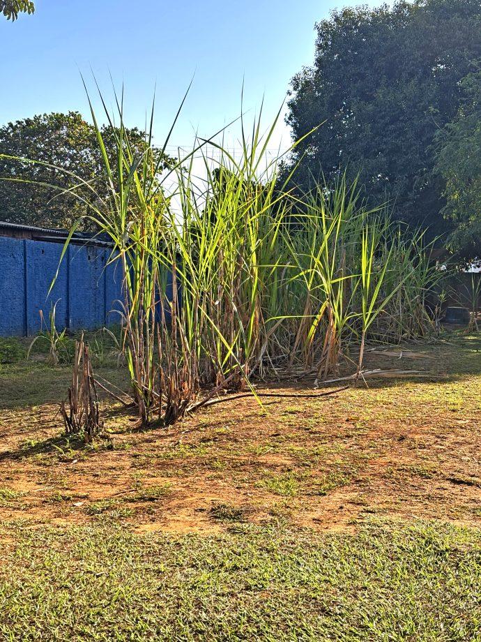 Centro POP utiliza a cana-de-açúcar como ação paliativa contra a dependência química Centro POP utiliza a cana-de-açúcar como ação paliativa contra a dependência química