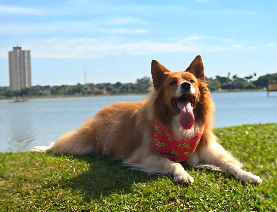 “A Rua é Nossa” terá programação especial com Pet Day neste domingo em Três Lagoas