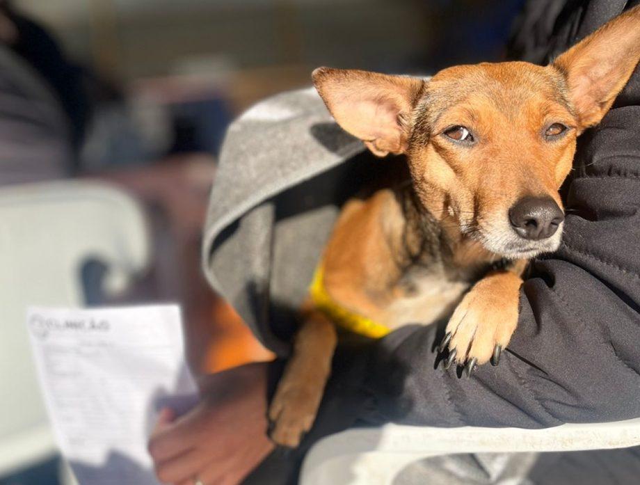 Caravana da Castração em Três Lagoas: importância dos cuidados antes e depois da cirurgia
