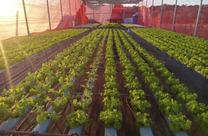 Projeto leva hidroponia a agricultores familiares e aumenta produção em Naviraí