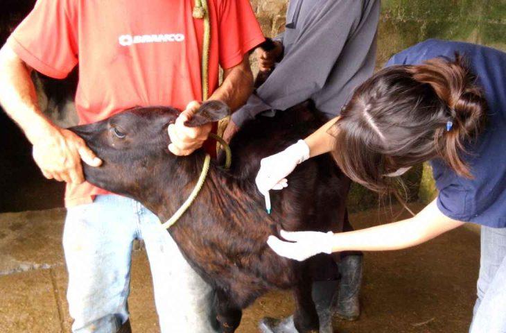 Mato Grosso do Sul mantém calendário próprio e reforça prazo para vacinação obrigatória contra brucelose no rebanho