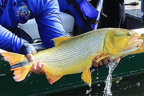 Pescador é multado em R$ 5,5 mil após ser flagrado com dourado proibido em Mato Grosso do Sul