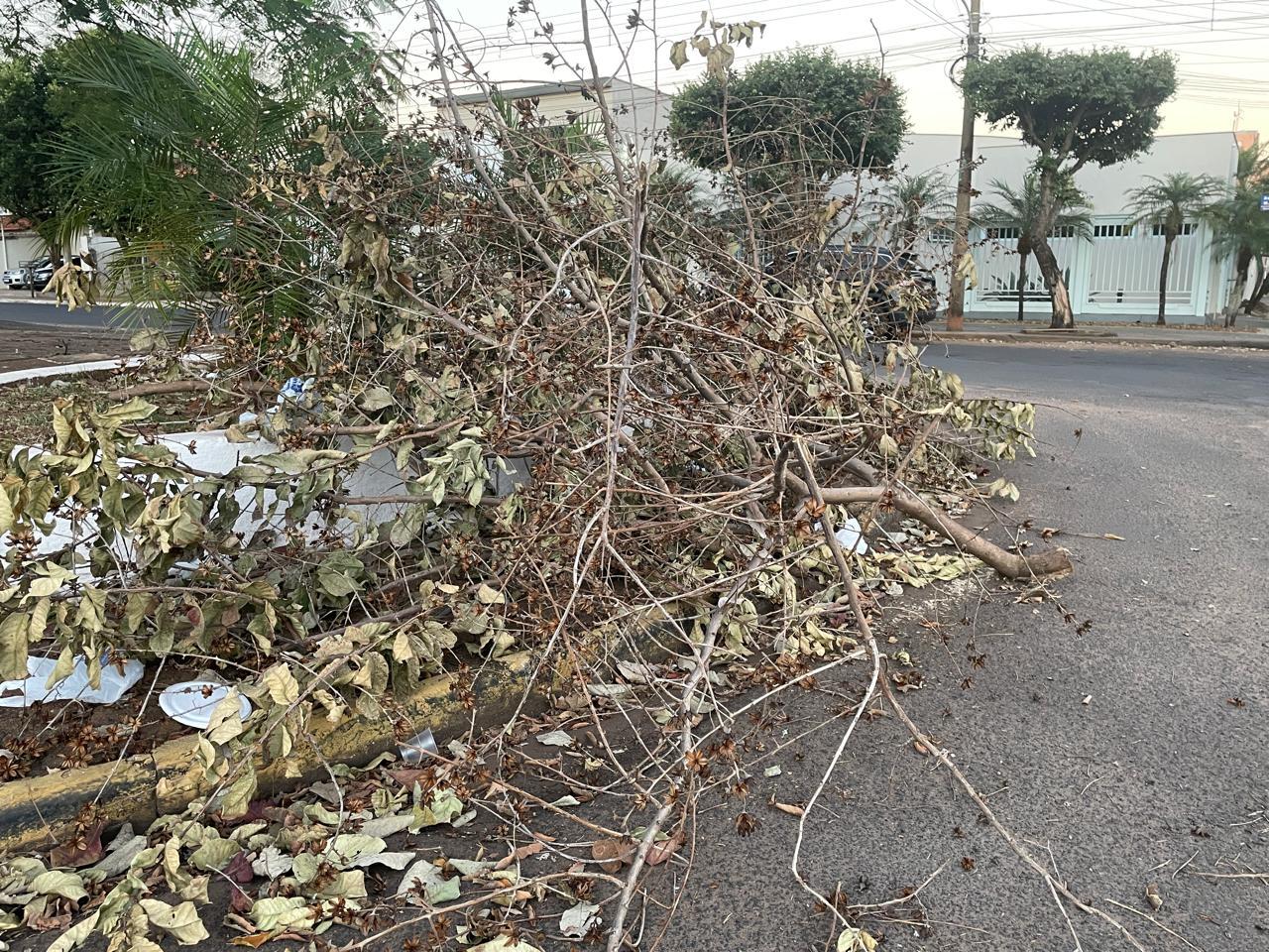 Descarte irregular de galhadas revolta moradores e desafia limpeza em Três Lagoas