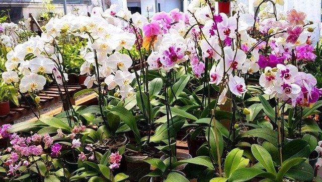 Exposição de Orquídeas e Rosas do Deserto é realizada pelo Orquidário Santa Ana em Três Lagoas