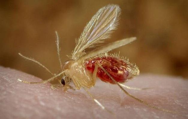Prefeitura de Três Lagoas mantém trabalho permanente de vigilância, prevenção e controle da leishmaniose visceral