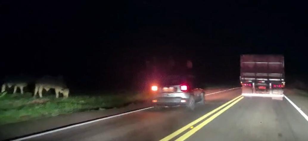 Animais soltos e ultrapassagem proibida: vídeo flagra dois perigos na BR-262 entre Três Lagoas e Arapuá