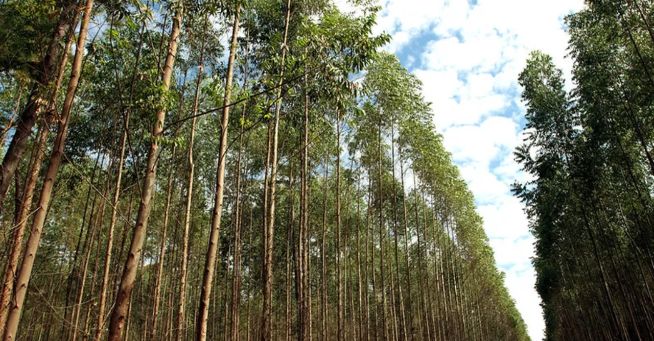 Estudo aponta possível disputa por 58 mil hectares entre Três Lagoas e Selvíria