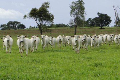  Ribas do Rio Pardo perde mais de 68 mil cabeças de gado em um ano; veja o que está por trás da queda